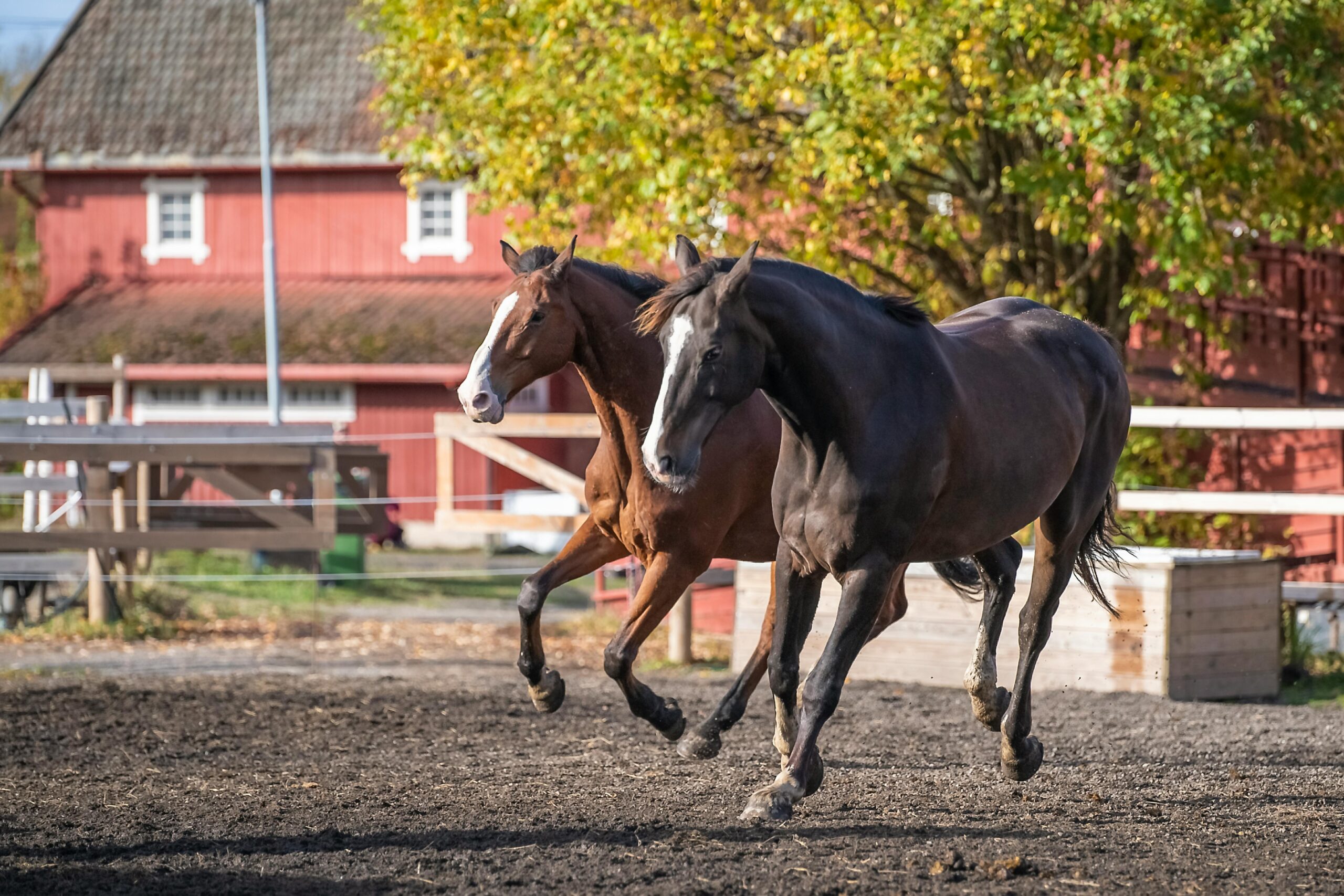 Two majestic stallions running freely in a sunny countryside farm setting.